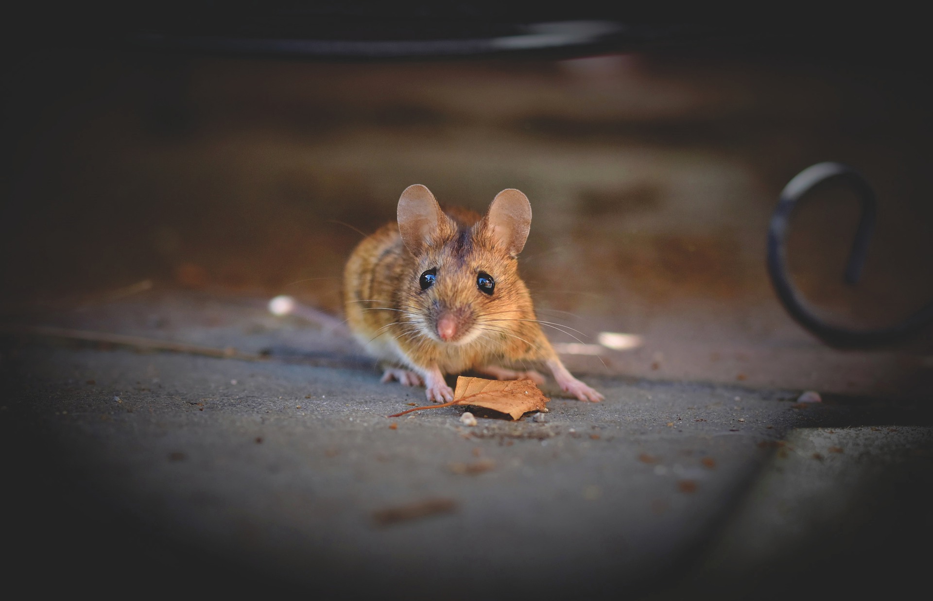 House Mouse 5344690 1920