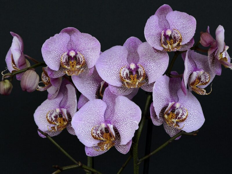 Orchids 1528330 1920