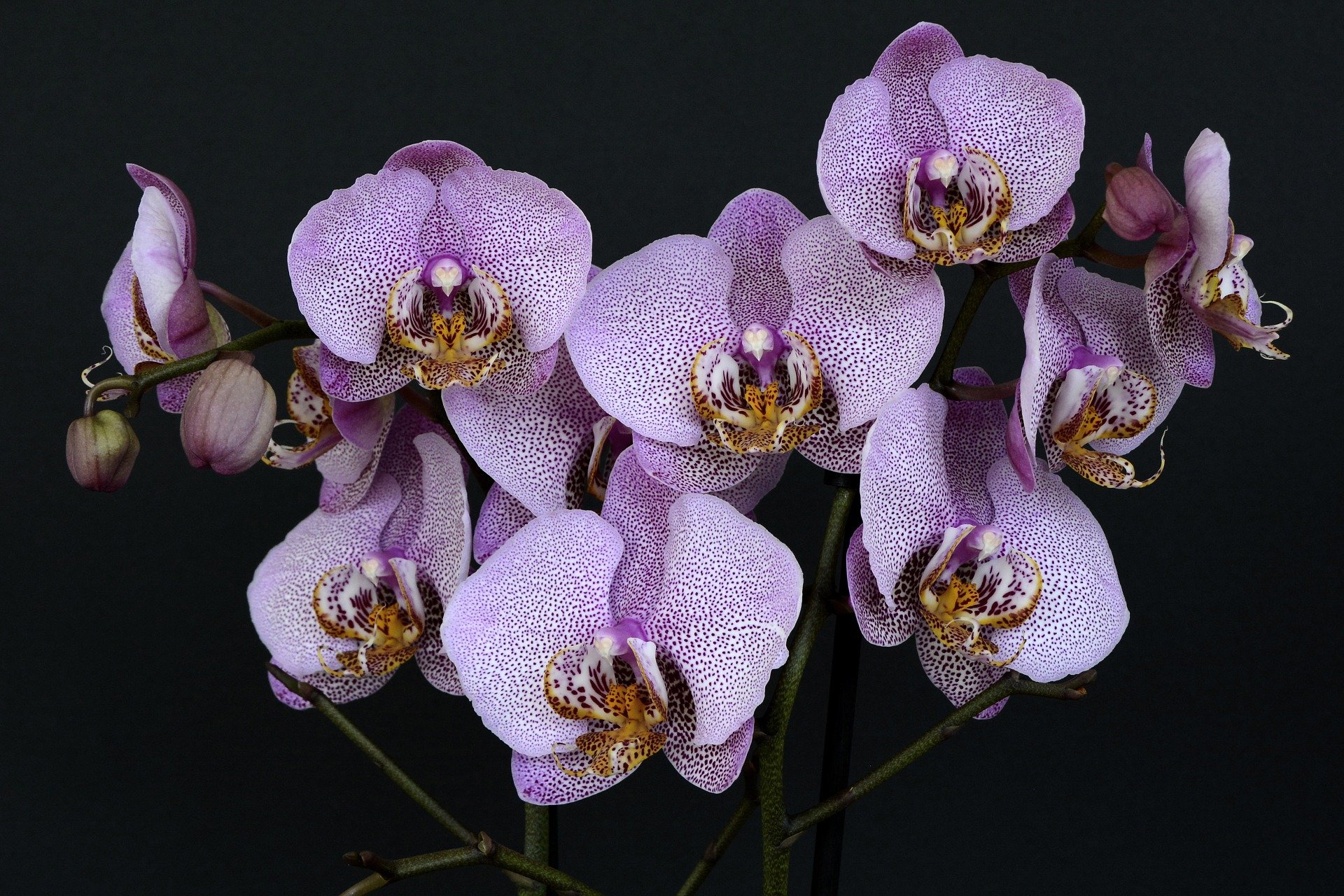 Orchids 1528330 1920