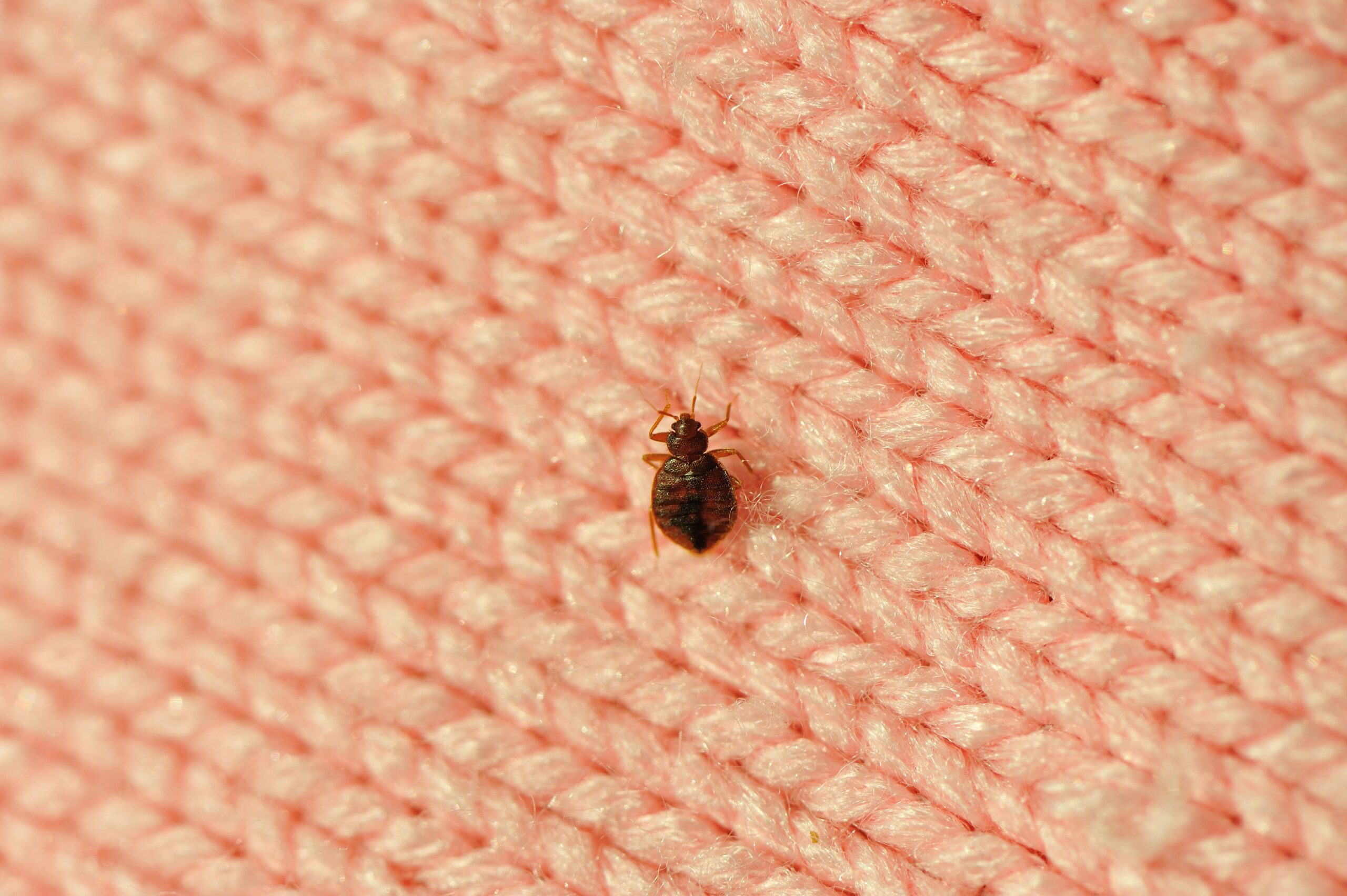 Single Bed Bug On A Blanket Fiber Royalty Free Image 183382435 1566232422