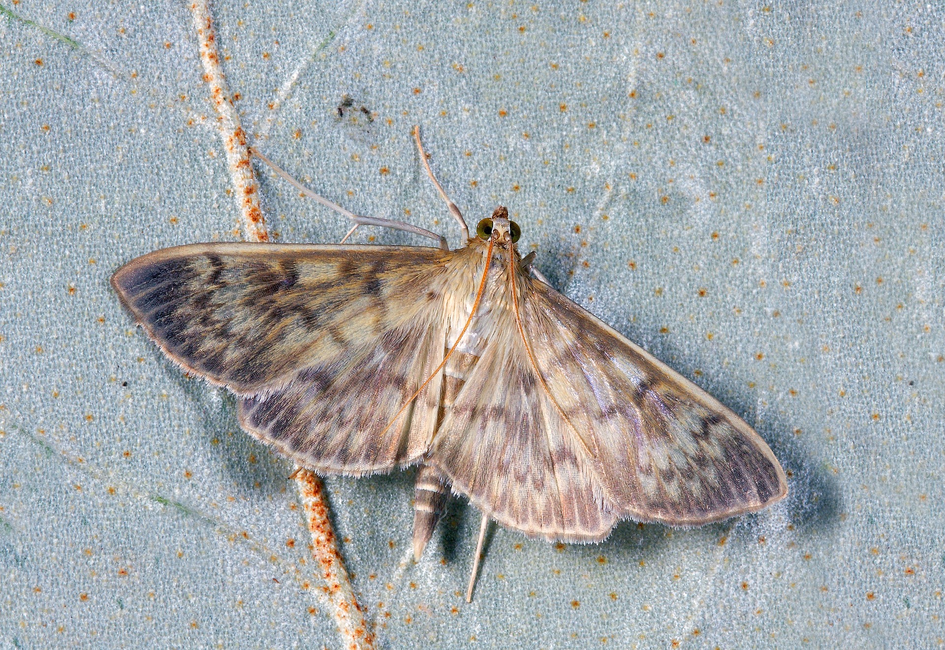 Moth 1811518 1920