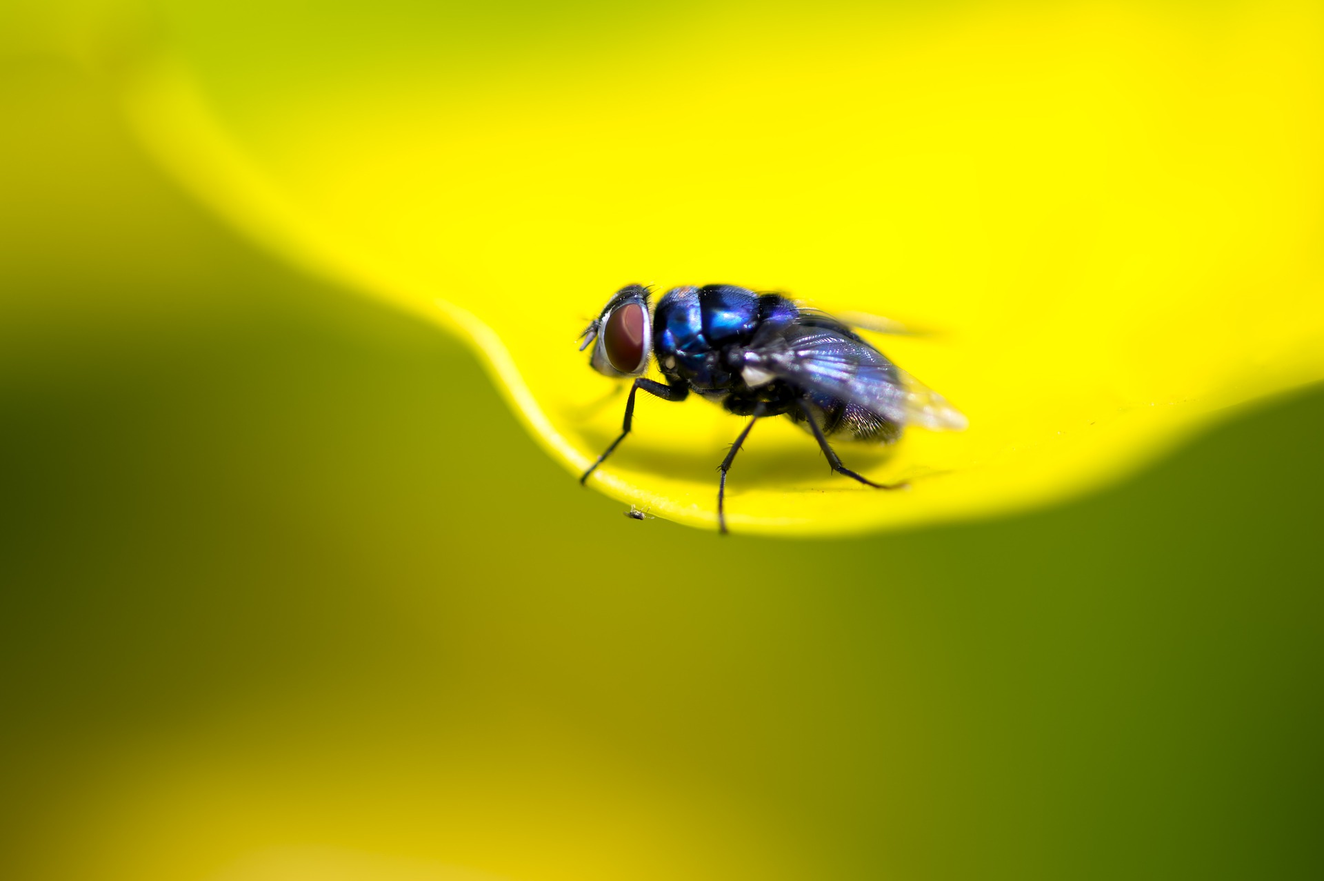 blue-fly-4798384_1920