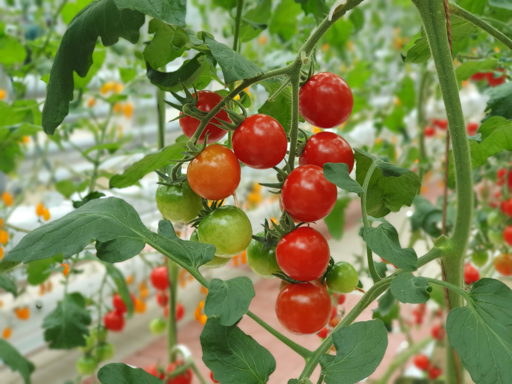 Tři přírodní postřiky podpoří růst i bohatou úrodu nejen rajčat. Chemické prostředky už nebudete potřebovat