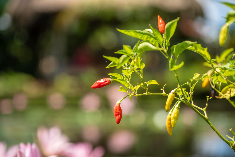 Díky jedinému triku sklízí zkušení zahradníci rok co rok bohatou úrodu paprik