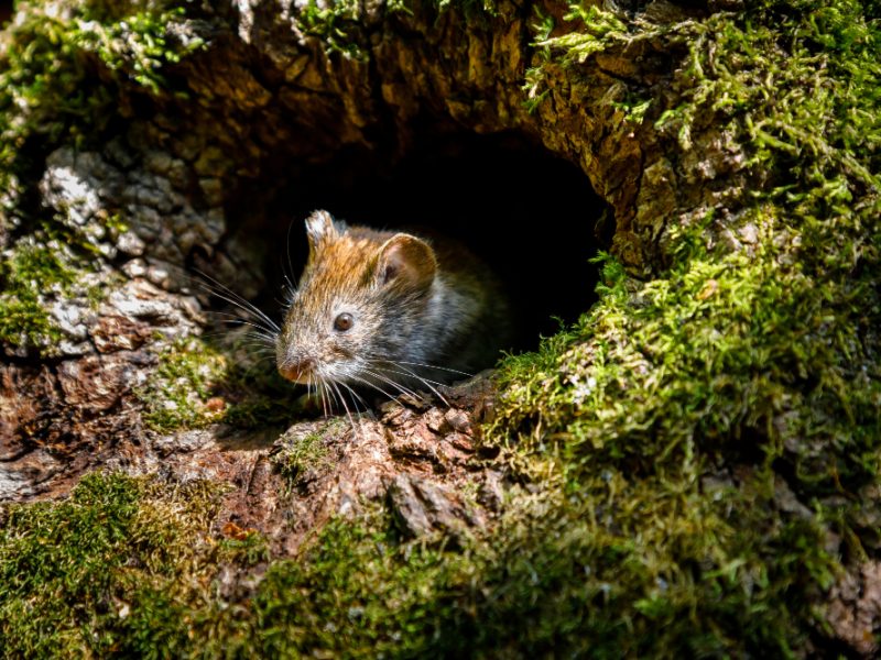 Mouse Vole Myodes Glareolus Looks Out Tree Hollow Sunny Day