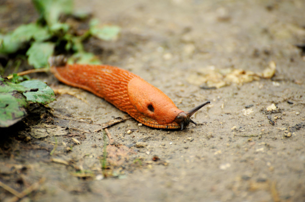 orange-slug-crawling-dirt