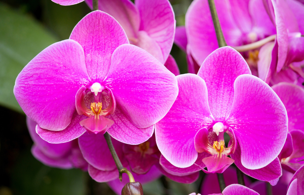 Orchideje sluší každému parapetu. Při správné zálivce mohou kvést až 9 měsíců