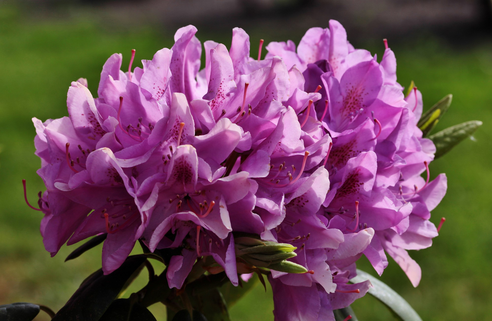 Známe trik pro nádherné rododendrony a hortenzie. Nejúčinnější prostředek najdete v odpadcích