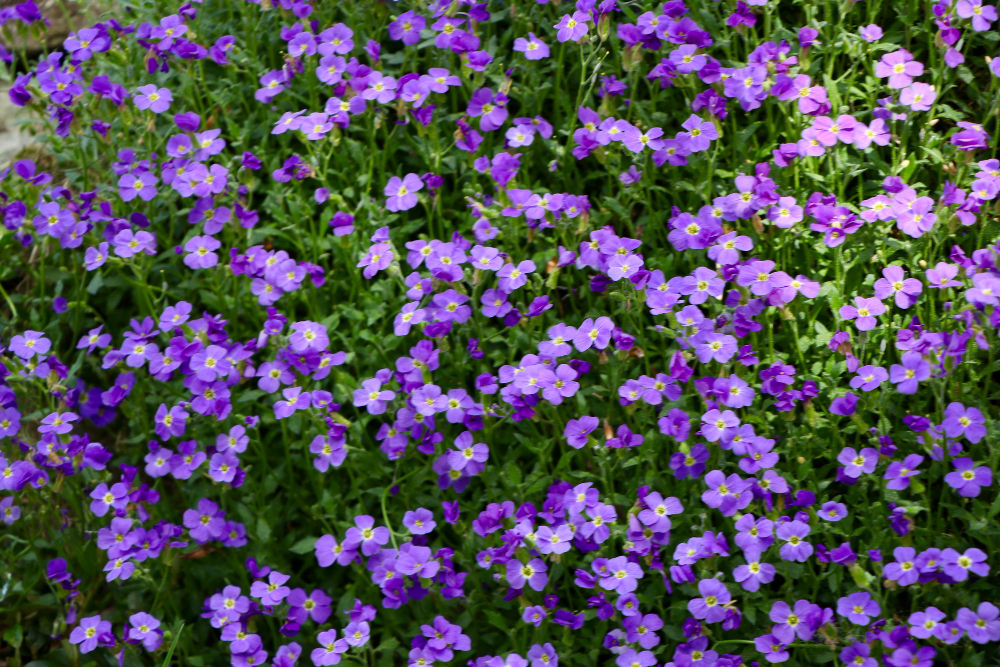 Vyměňte trávník za barevný koberec květů. Půdopokryvné rostliny rozsvítí i nejtmavší kout