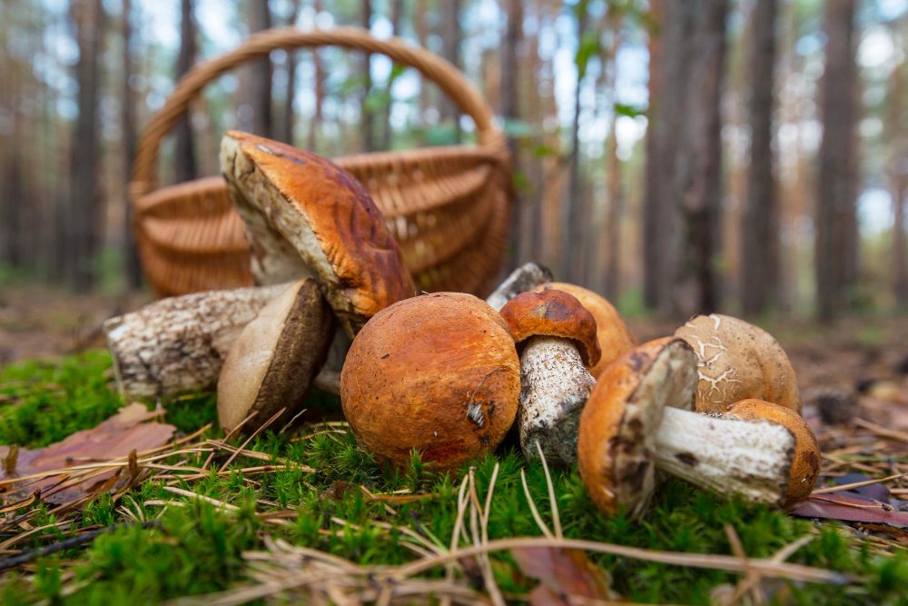 Správně nasušené a uskladněné houby obohatí jídelníček po celý rok