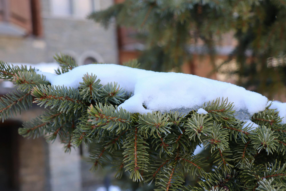 Sněhová pokrývka může zahradu nenávratně poškodit. Ochraňte své rostliny před nástrahami zimy