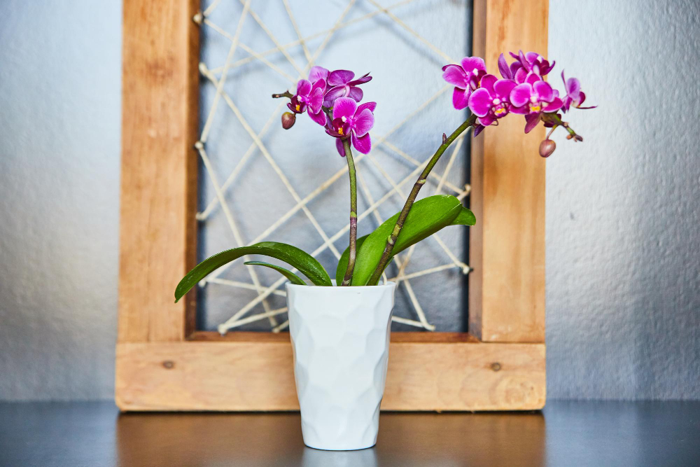 Chřadnoucí orchidej zachrání okamžité přesazení. Potřebuje správné zalévání a vhodné hnojivo