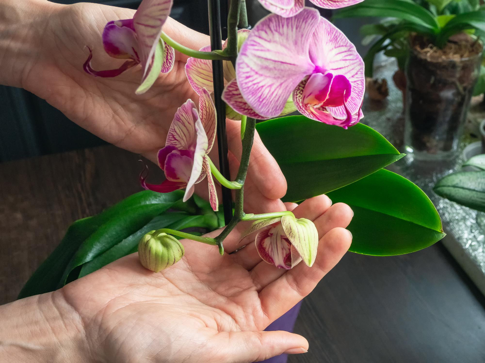 Prořezání orchidej oživí a dá ji sílu k novým květům