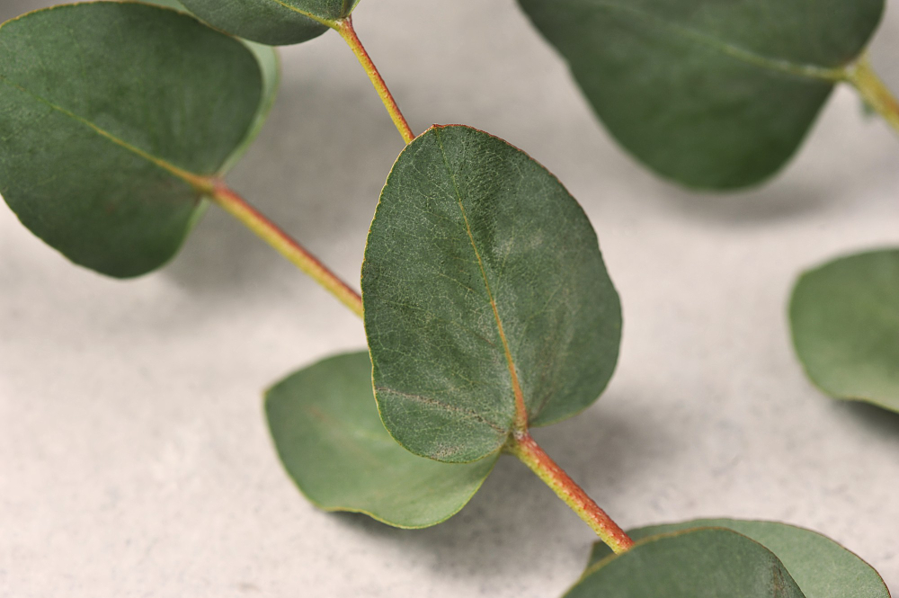 Eukalyptus ve sprše napomůže relaxaci a pomůže bojovat s rýmou