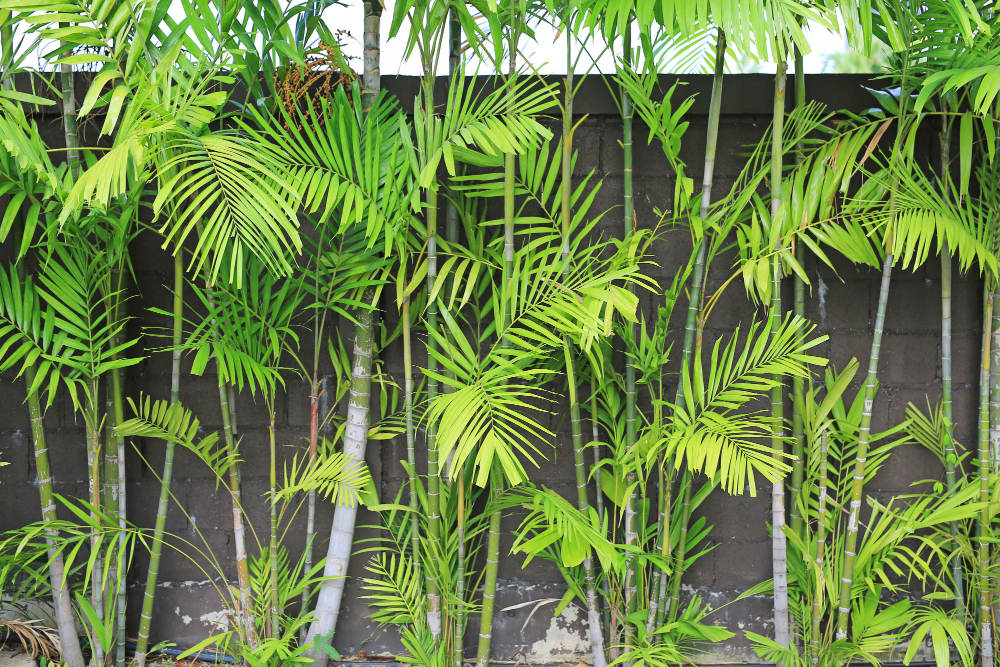 Bambus je stylovým doplňkem moderní zahrady. Jaro je vhodné pro jeho sázení