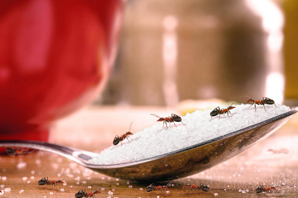 Mravence z domu vypudí byliny, ocet nebo citron. Účinná je také obyčejná křída