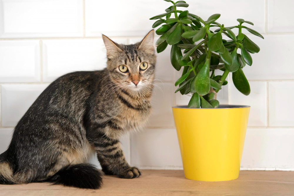 Některé balkonové a pokojové rostliny nejsou vhodné do míst, kde se pohybují kočky