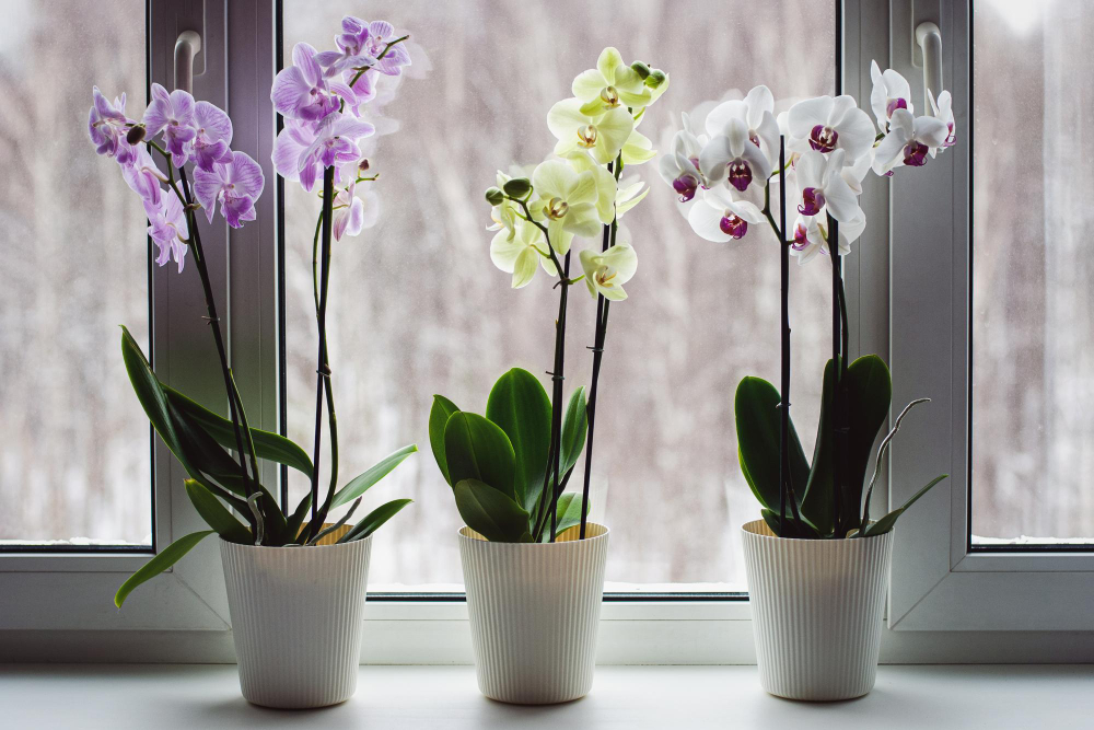 Při dodržení několika pravidel orchideje pokvetou a dobře porostou