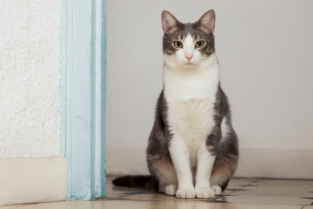 Před pořízením kočičího mazlíčka je vhodné zohlednit jeho povahu a návyky