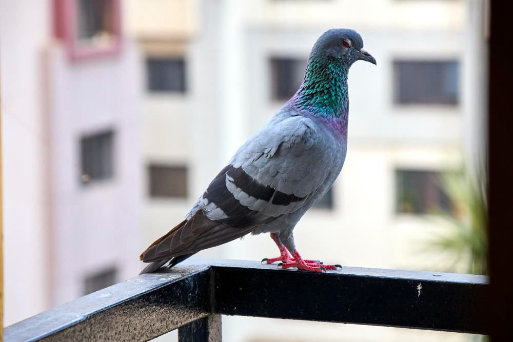 pigeon-with-blue-grey-feathers