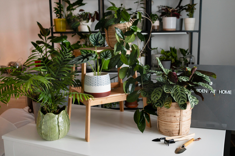 Domácí zavlažovací systém udrží pokojové rostliny během dovolené při životě