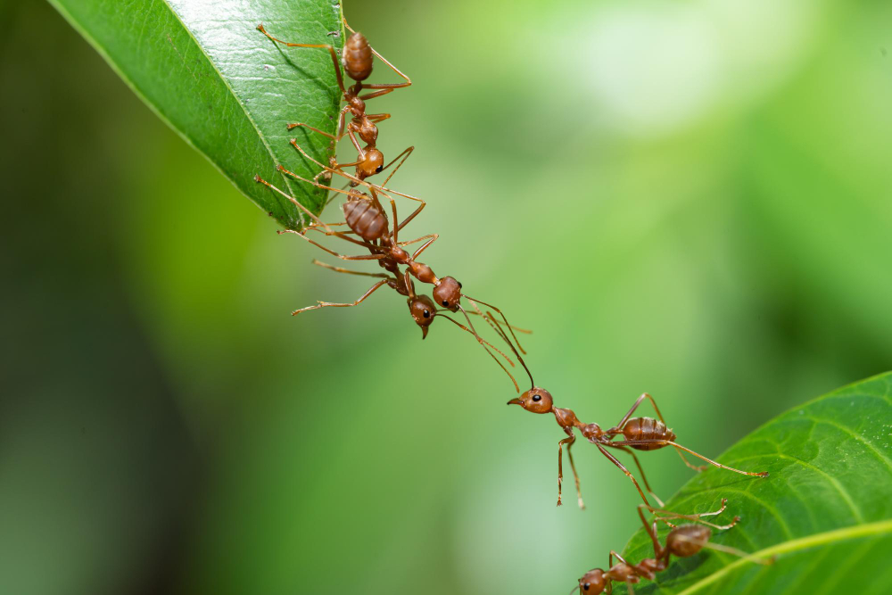 Mravence ze zahrady odpudí vůně bylin, skořice nebo octa