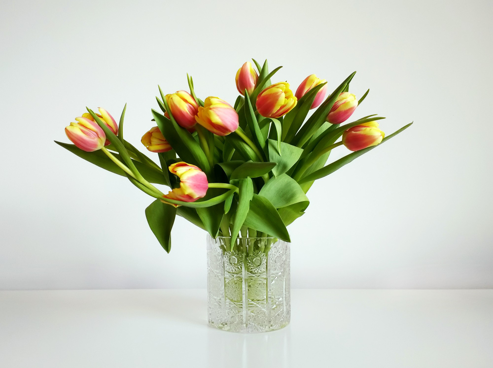 Tulipány a narcisy vydrží ve váze déle čerstvé díky obohacení vody aspirinem nebo jinou látkou
