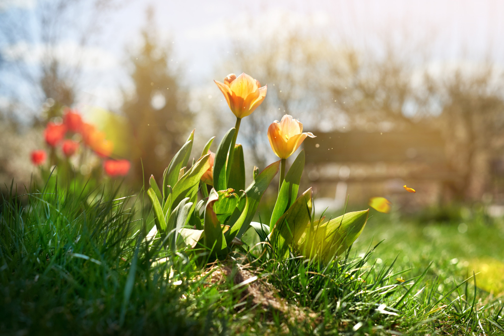 Yellow Tulips Background