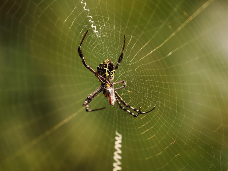 Zbavit se pavouků v domě pomohou přírodní odpuzovače