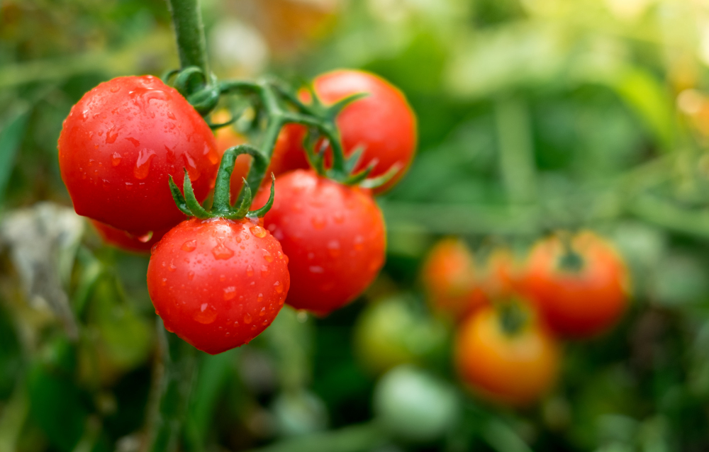 red-tomatoes-organic-garden