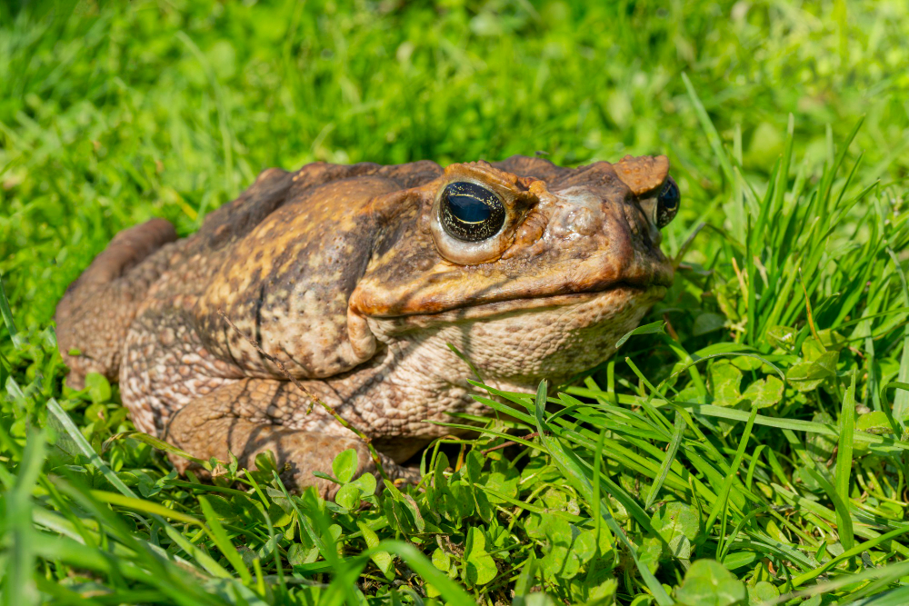 cane-toad-giant-neotropical-toad-marine-toad