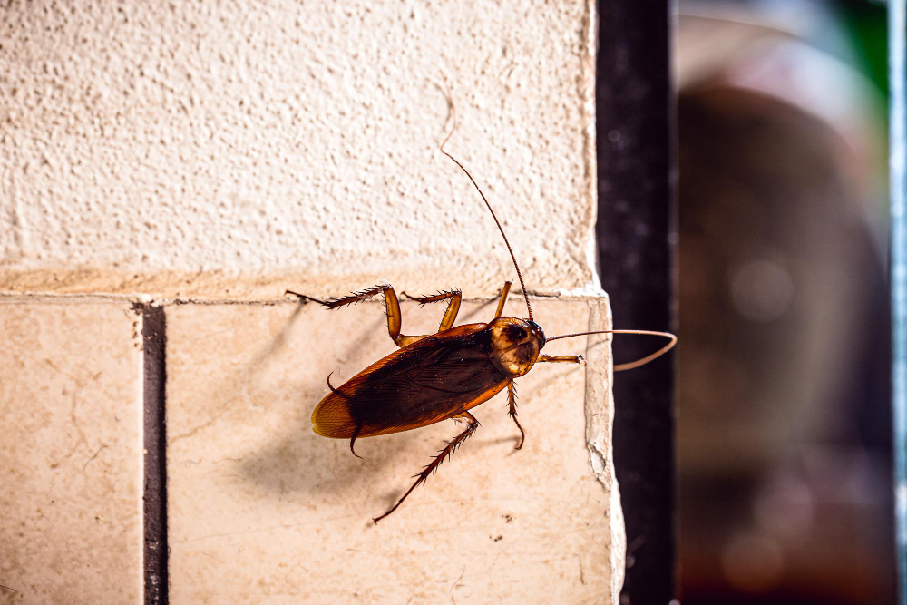 periplaneta-cockroach-known-as-red-cockroach-american-cockroach-walking-along-wall-house-fear-cockroach