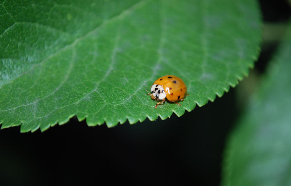 ladybug-leaf-with-black-background