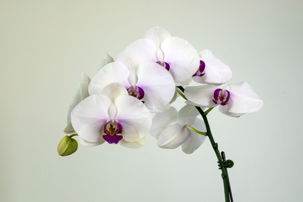 Orchid Phalaenopsis White White Background