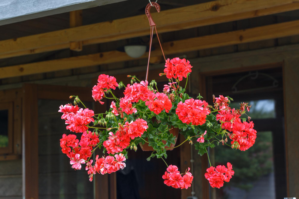 Pot With Living Coral Flowers Ampella Pelargonium