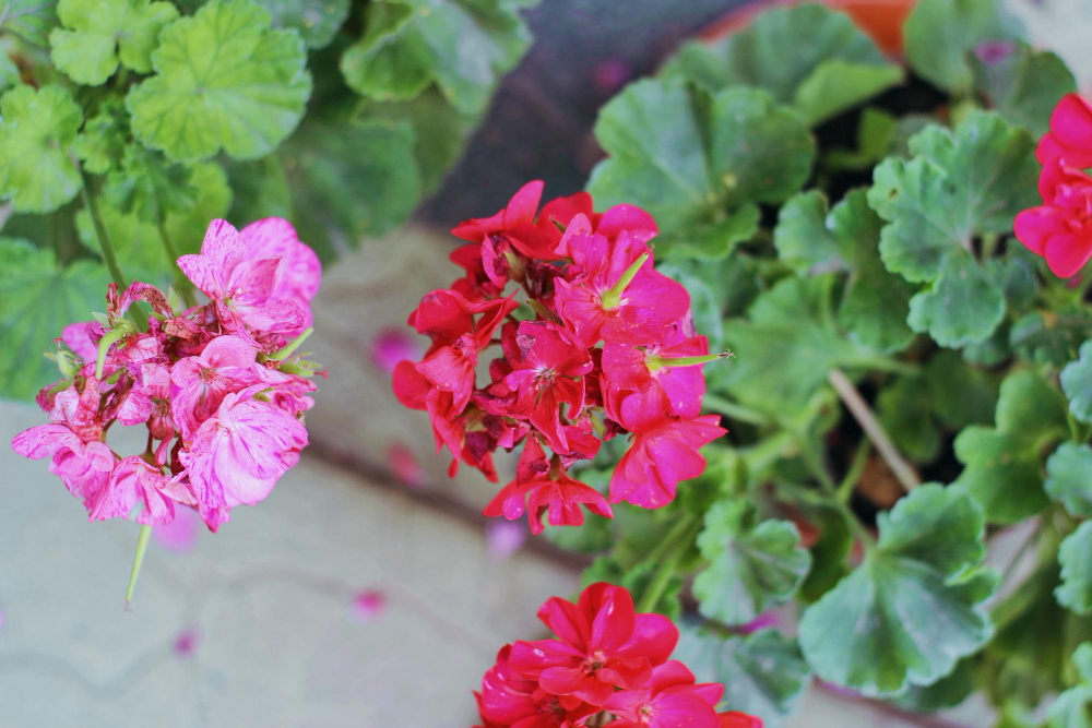 red-geranium-is-popular-plant-spring