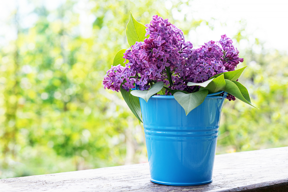 Bucket With Branch Lilac Flower