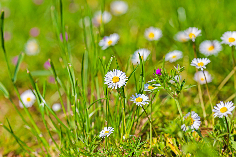 closeup-landscape-shot-white-chamomile-flower-with-blurred-green-grass