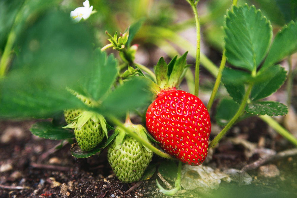 ripe-green-organic-strawberry-bush-garden-close-up-growing-crop-natural-strawberries