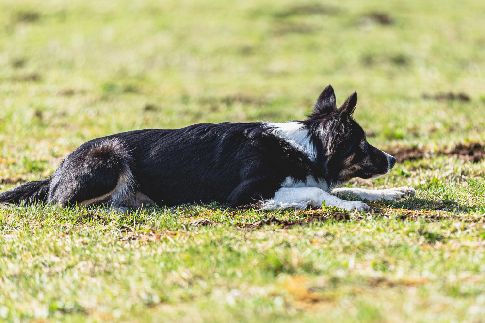 border-collie-running-straight-camera-chasing-coursing-lure-green-field