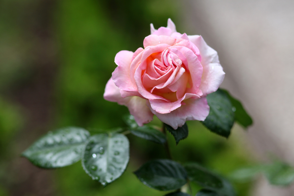 selective-focus-shot-pink-rose-blossom