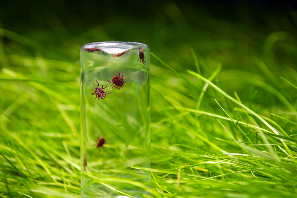 tick-glass-bottle-background-grass