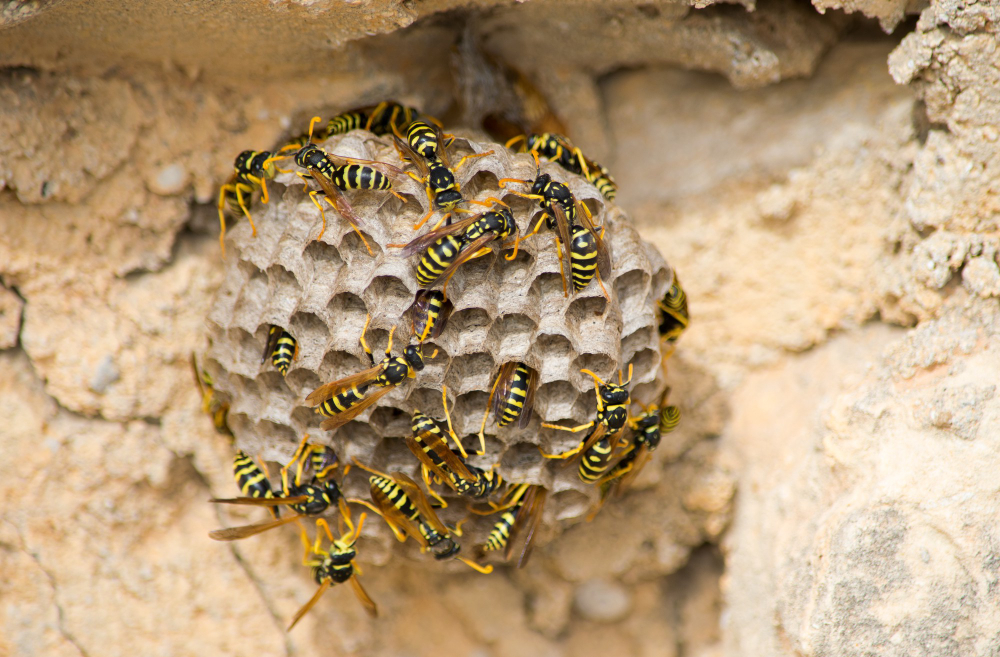 Closeup Bees Large Paper Wasp Nest Sunlight
