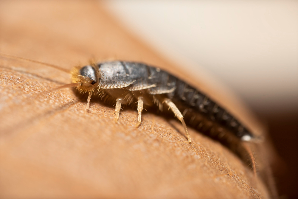 silverfish-insect-macrophotography