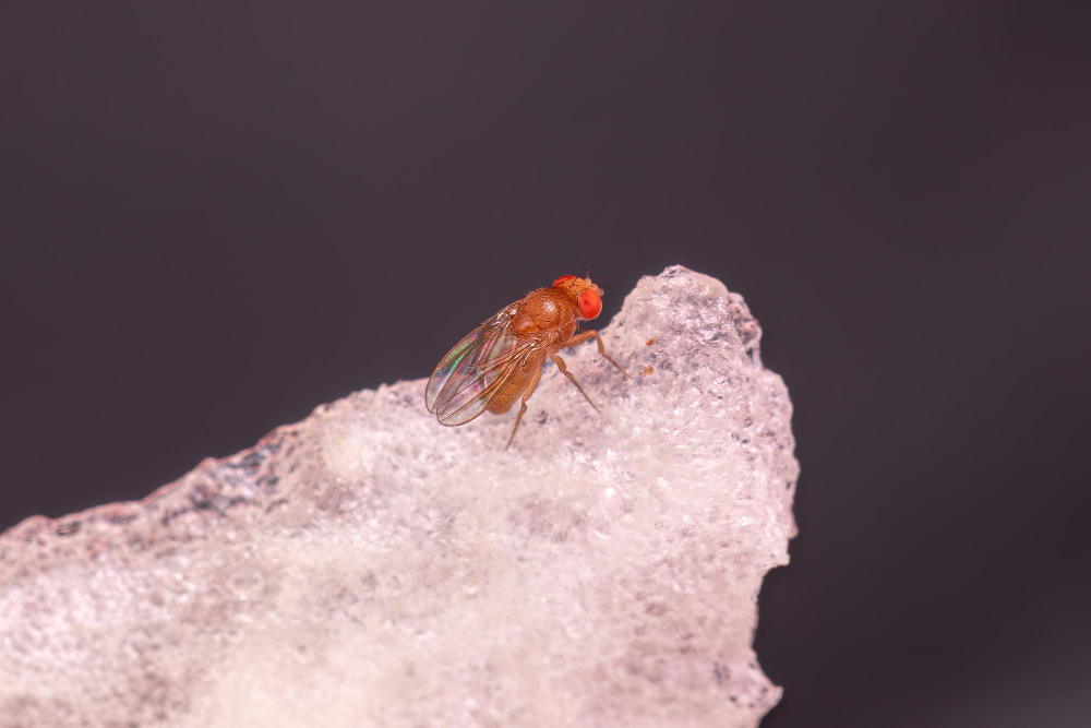 adult-small-fruit-fly