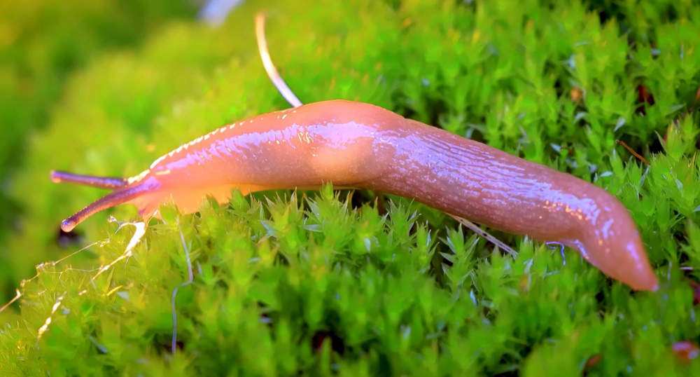 spanish-slug-arion-vulgaris