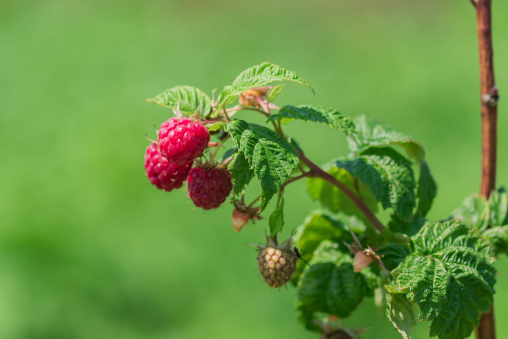 close-up-raspberry-bush-with-red-berries