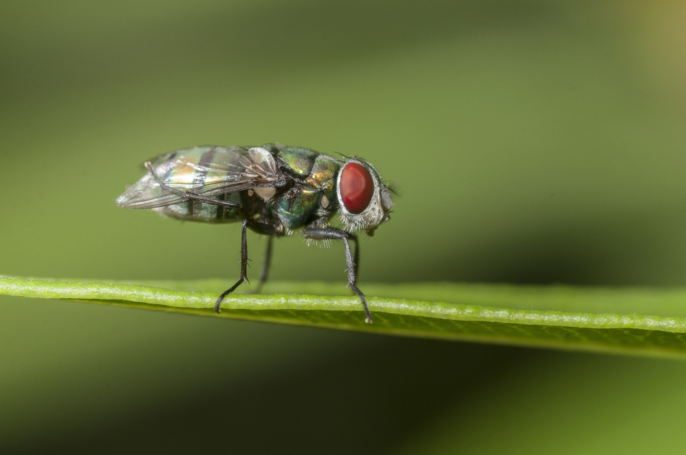 closeup-shot-fly-sitting-leaf-with-green-blurry-background