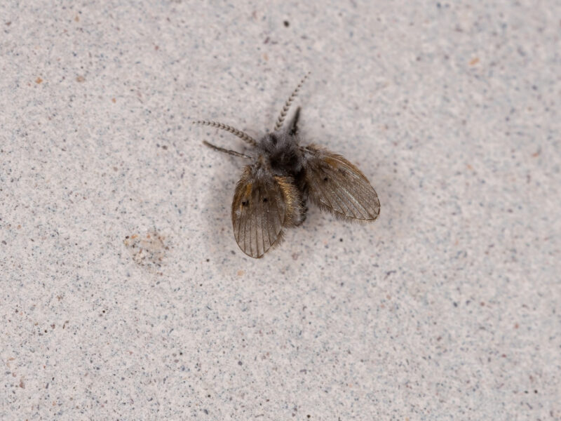 Adult Bathroom Moth Midge Species Clogmia Albipunctata