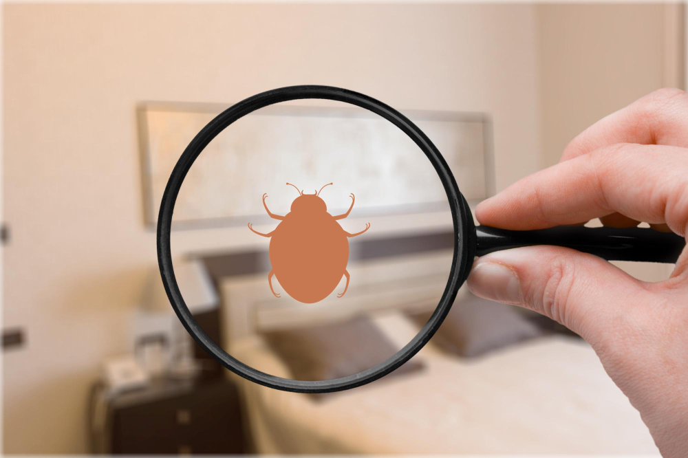control-pest-concept-hand-with-magnifying-glass-insect